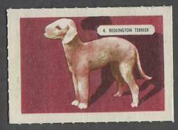 4 Bedlington Terrier